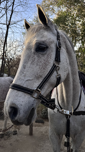 Photo from customer review